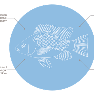 Skretting promotes tilapia health