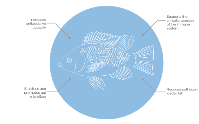 Skretting promotes tilapia health