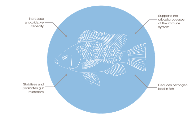 Skretting promotes tilapia health