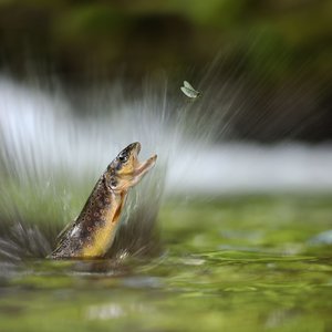 Le Gouessant Aquaculture and Innovafeed succeed in 100% fishmeal substitution with insect in rainbow trout feed