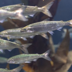 Isoenergetic high protein diets lead to lower feed cost in salmon