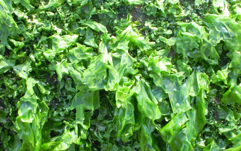 Seaweed boosts fish immunity