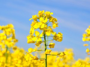 USDA deregulates Cargill's proprietary canola for cultivation