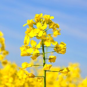 USDA deregulates Cargill's proprietary canola for cultivation