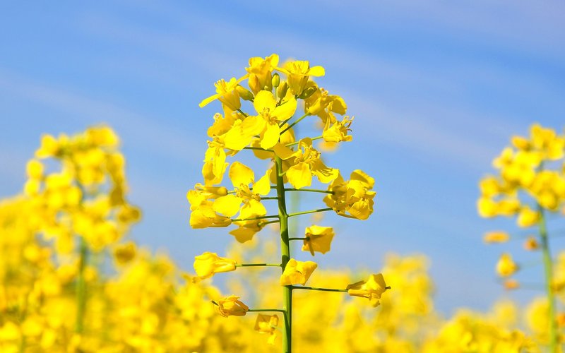 USDA deregulates Cargill's proprietary canola for cultivation