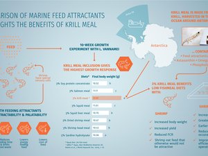 Which is the most effective enhancer in diets for whiteleg shrimp?