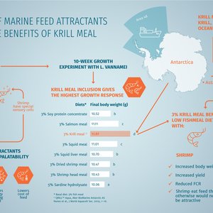 Which is the most effective enhancer in diets for whiteleg shrimp?