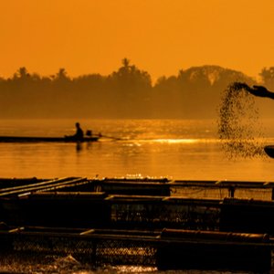 The feed industry should be driver of change in aquaculture