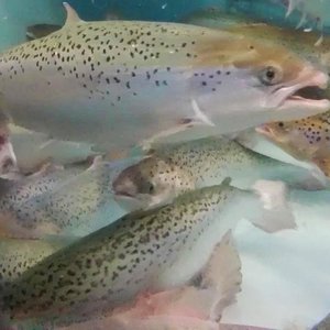 U.S. multi-state grant to scale up salmon land-based systems