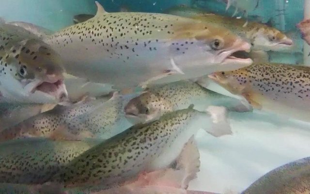 U.S. multi-state grant to scale up salmon land-based systems