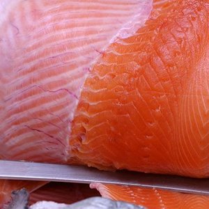 Salmon Group adopts BioMar's algae-based feed