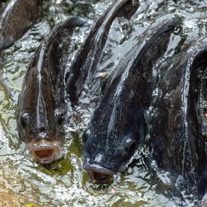 Heat-killed Lactobacillus improves growth and health in tilapia