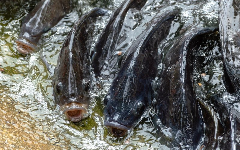 Heat-killed Lactobacillus improves growth and health in tilapia