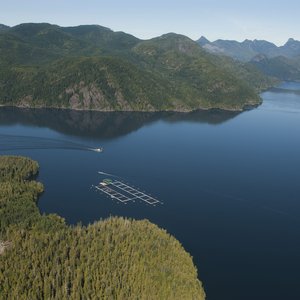 Canadian liberals commit to end salmon net pen