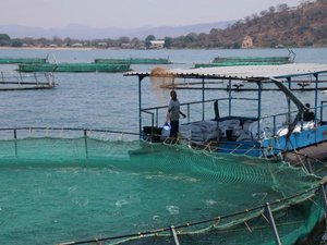 Aquafeed potential in Sub-Saharan Africa