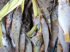 Supporting more sustainable, productive and inclusive fish agri-food systems