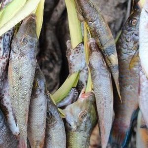 Supporting more sustainable, productive and inclusive fish agri-food systems