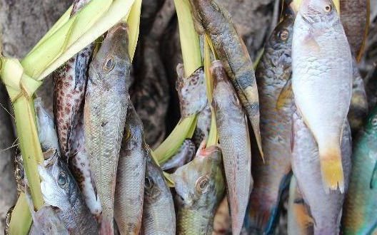 Supporting more sustainable, productive and inclusive fish agri-food systems