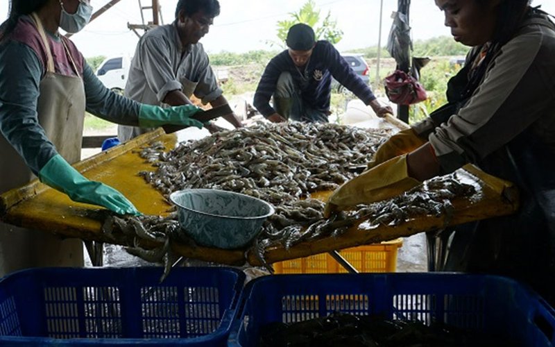 Functional feed additive wins AquaSG '19 Aquaculture Innovation Challenge