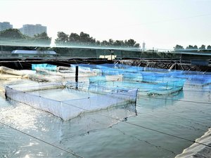 2. Nursery ponds for tilapia and pompano, with hapa nets and feeding trays.