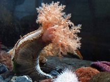 The trouble with sea cucumbers