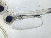 New methods to provide cod larvae with sufficient selenium