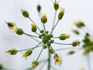 4032-Camelina-in-the-glasshouse-DSC_4339-text-TEXT-1