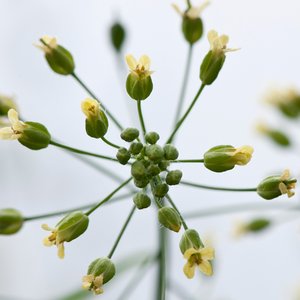 4032-Camelina-in-the-glasshouse-DSC_4339-text-TEXT-1