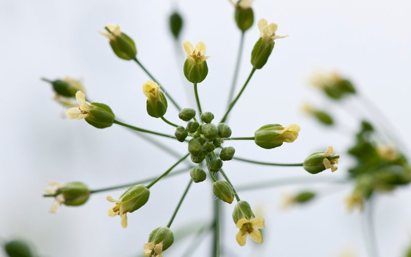 4032-Camelina-in-the-glasshouse-DSC_4339-text-TEXT-1