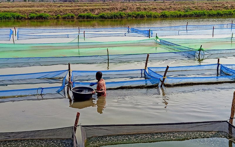 5. Man Feeding Hapas in Pond in Zambia_photo by Stephen Reichley