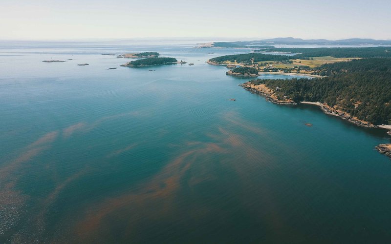 Algal Bloom_