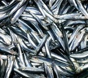 Anchovies_shutterstock_1894888135