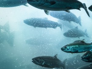 Aquaculture-400-x-400