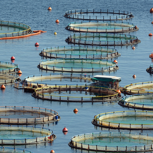 Aquafeed-com Homepage Image - Generic - Aquaculture