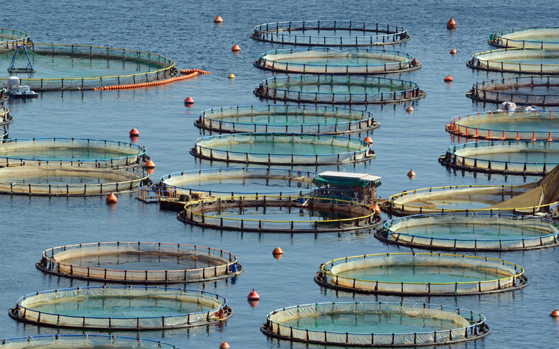 Aquafeed-com Homepage Image - Generic - Aquaculture