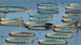Aquafeed-com Homepage Image - Generic - Aquaculture