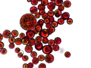 Astaxanthin_shutterstock_2268054051