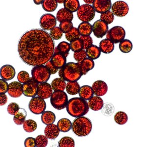 Astaxanthin_shutterstock_2268054051