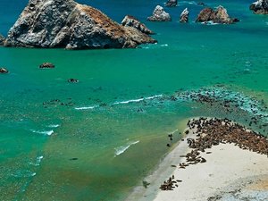Avistamiento de fauna en Paracas - Promperu