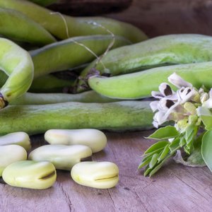 BENEO_Faba beans_©Gaston Cerliani_shutterstock_300dpi