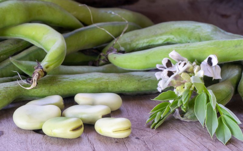 BENEO_Faba beans_©Gaston Cerliani_shutterstock_300dpi