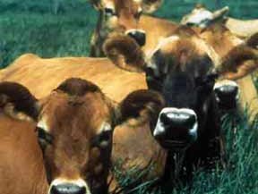 AFIA responds to further proposed BSE actions by FDA