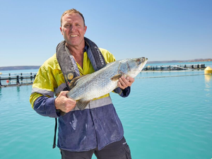 Barramundi