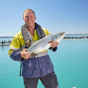 Barramundi