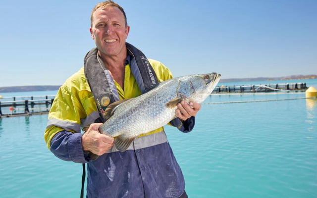 Barramundi