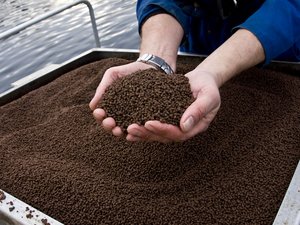 BioMar-pellets-hands-Hender_foder-1520x820