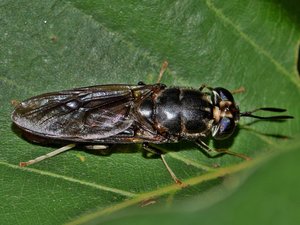 Black soldier fly