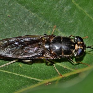 Black soldier fly