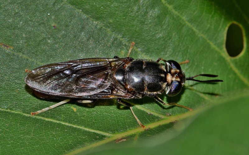 Black soldier fly