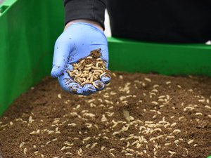 Black soldier fly larvae